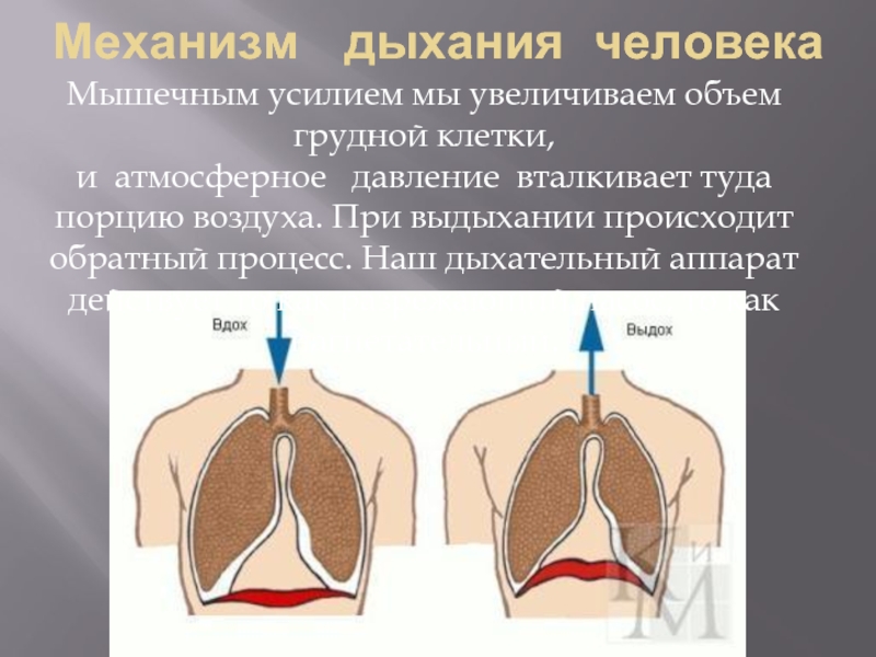 Механизм  дыхания человекаМышечным усилием мы увеличиваем объем грудной клетки, и  атмосферное   давление  вталкивает туда порцию воздуха. При выдыхании происходит