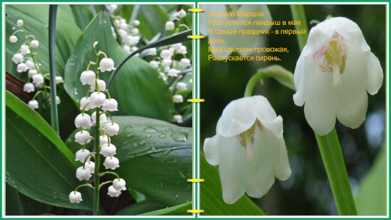 Первого мая цветы песня. 1 Мая Ландыши.