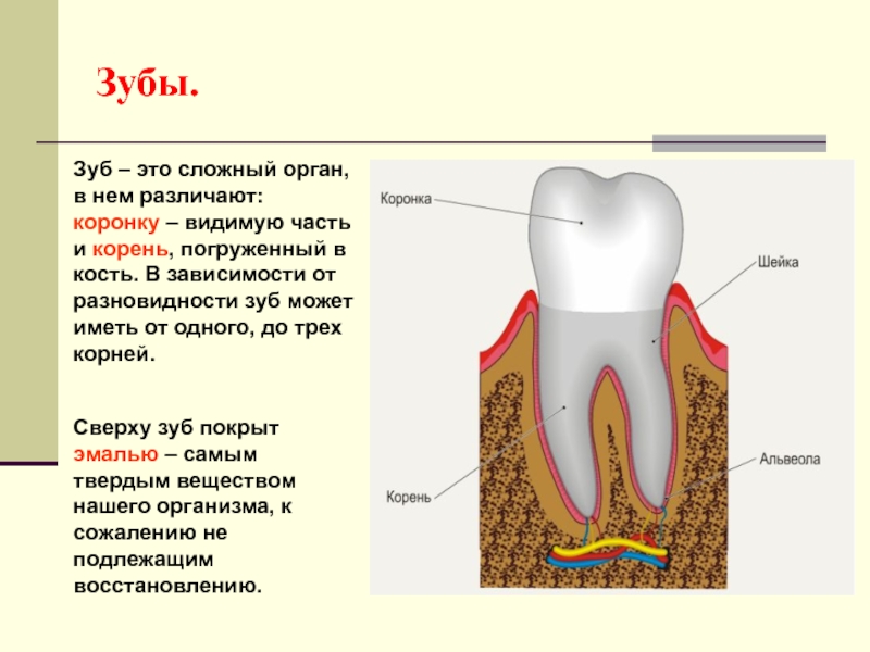 Какие части у зуба. Зубы человека. Части зуба. Строение зуба.