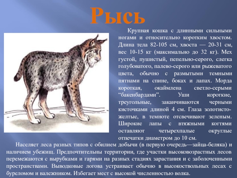 РысьКрупная кошка с длинными сильными ногами и относительно коротким хвостом. Длина тела 82-105 см, хвоста — 20-31