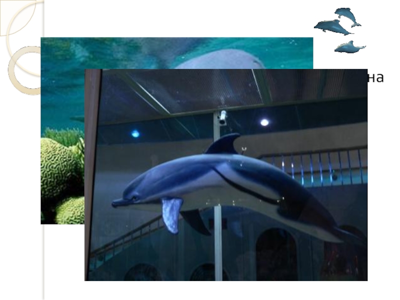 Длина дельфина 3 м 60 см. Чему равна его масса, если она на 1400 кг меньше, чем