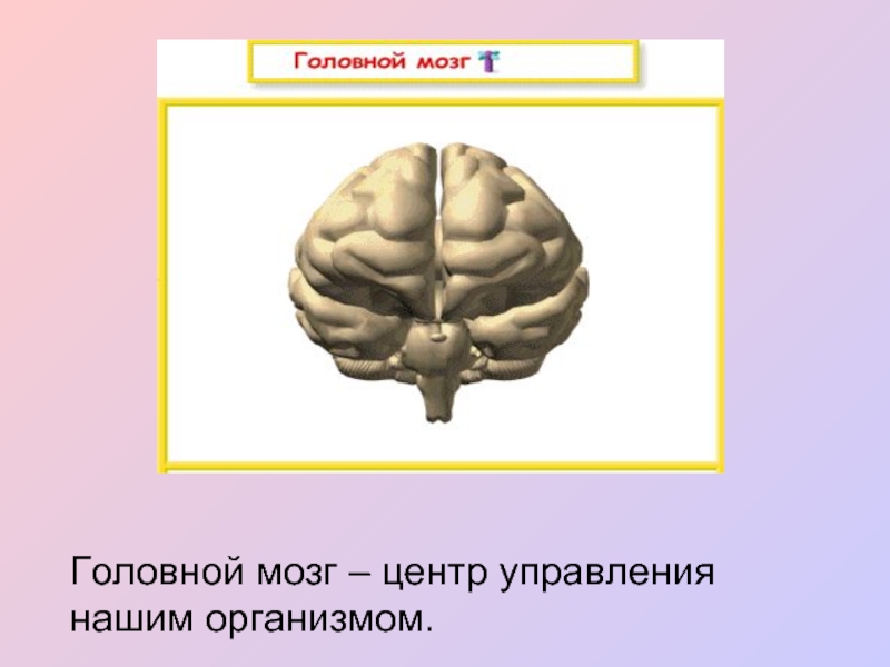 Мозги центр. Центры головного мозга. Мозг центр управления. Центры управления в головном мозге. Головные мозги всех организмов.