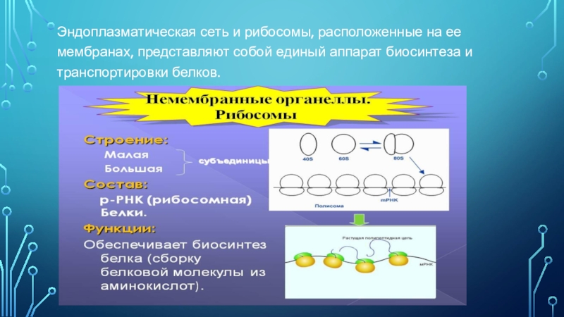 Рибосомы синтез молекул. Единый аппарат биосинтеза белка. Синтез и транспорт белков. Эндоплазматическая сеть и рибосомы их роль в биосинтезе белка. Единый аппарат биосинтеза белка в клетке представляет собой.