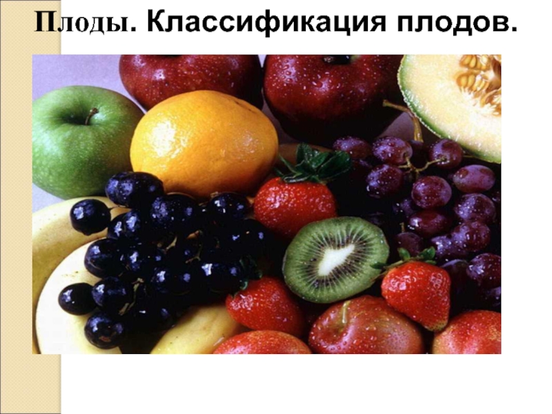 Презентация Плоды - Классификация плодов