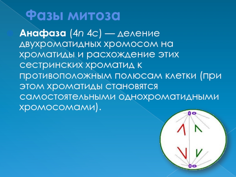 Анафаза человека. Анафаза митоза. Сестринские хроматиды расходятся к полюсам клетки в. В анафазе митоза к полюсам клетки расходятся. Расхождение к полюсам двухроматидных хромосом.