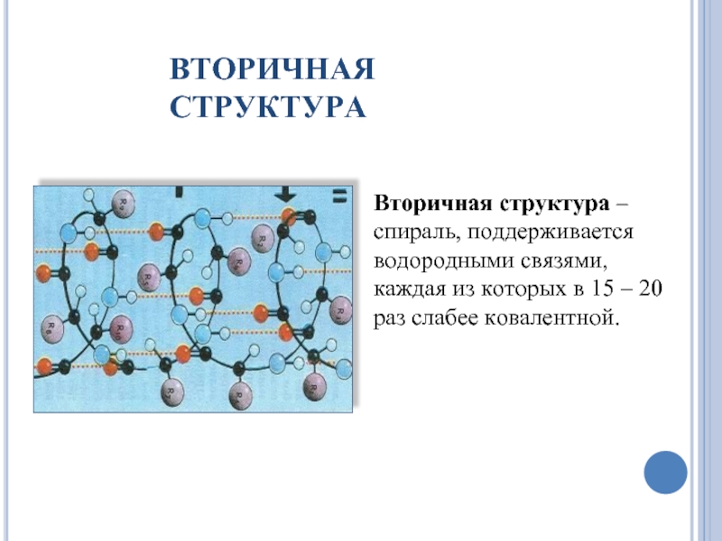 Вторичная структура белка поддерживается связями