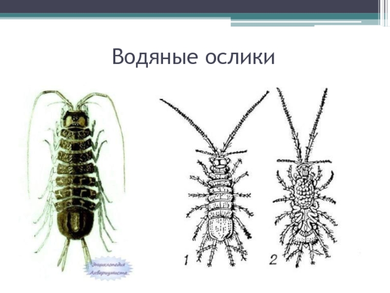 Внешнее строение водяного ослика