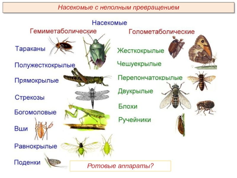 Насекомые с неполным превращениемРотовые аппараты?