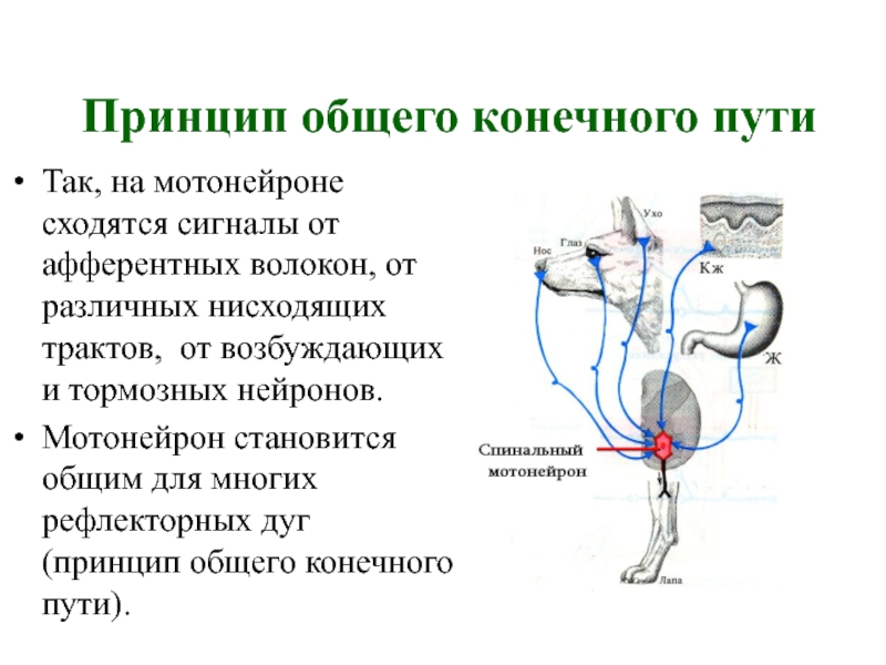 Принцип конечного пути