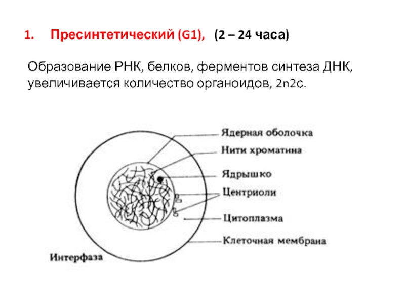 Пресинтетический период митоза рисунок