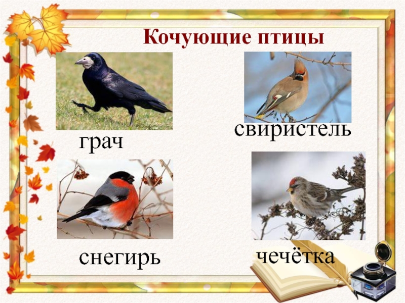 Оседлые особенности. Кочующие птицы. Зимующие и Кочующие птицы. Кочующие птицы названия. Кочующие птицы для дошкольников.