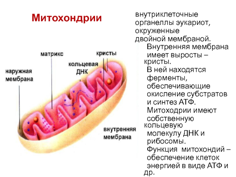 Строение внутренней мембраны митохондрии. Ферменты внутренней мембраны митохондрий. Митохондрии имеют Кристы. Внутренняя мембрана митохондрий. Выросты внутренней мембраны митохондрий.