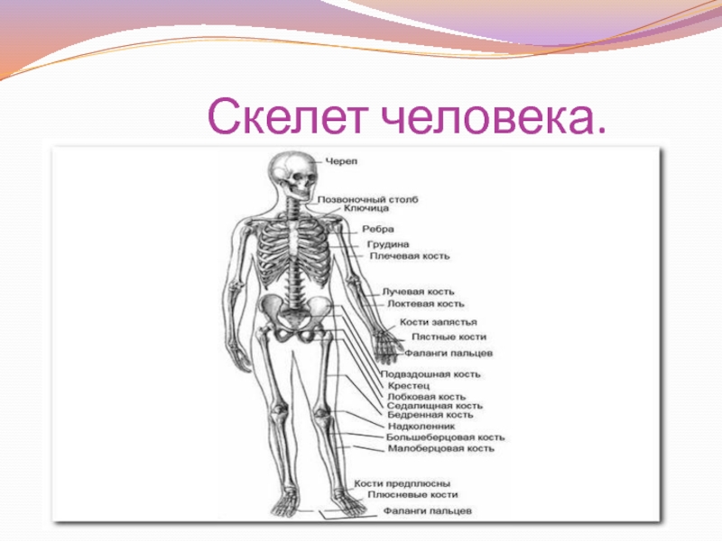 Скелетная система презентация на английском