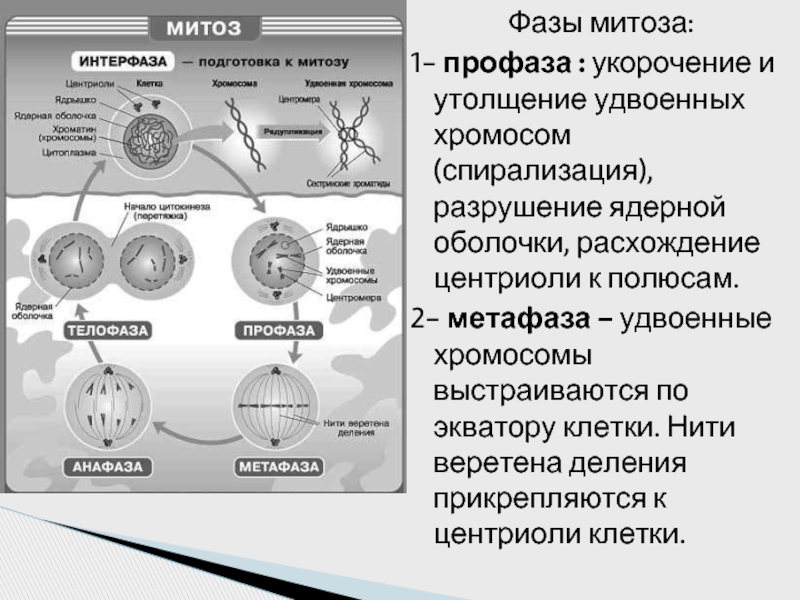 Спирализация хромосом в митозе