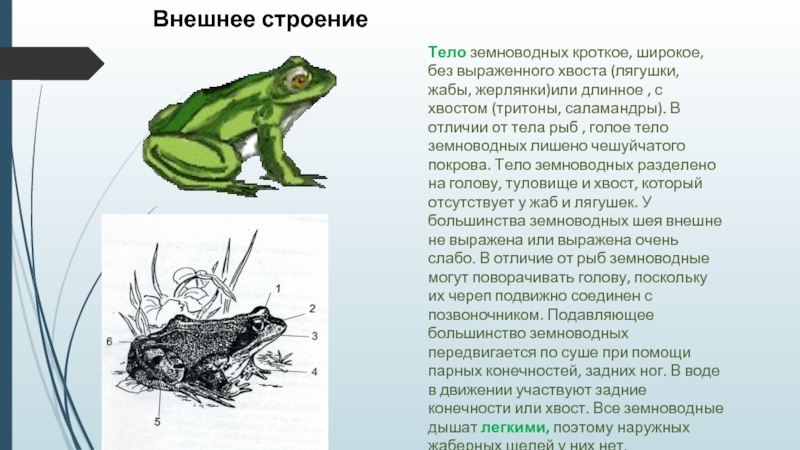 Различие лягушки и рыбы. Отличия внешнего строения лягушки и Жабы. Внешне строение лягушки. Внешнее строение тела лягушки. Внешнее строение зеленой лягушки.