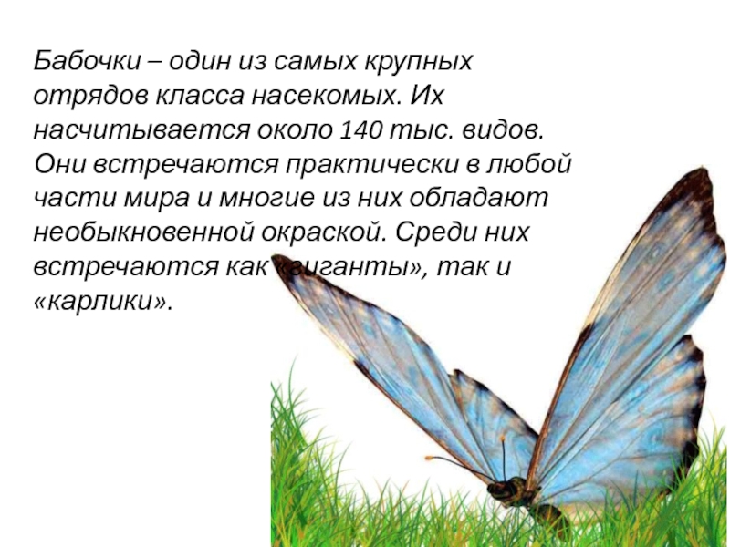 Бабочки – один из самых крупных отрядов класса насекомых. Их насчитывается около 140 тыс. видов. Они встречаются