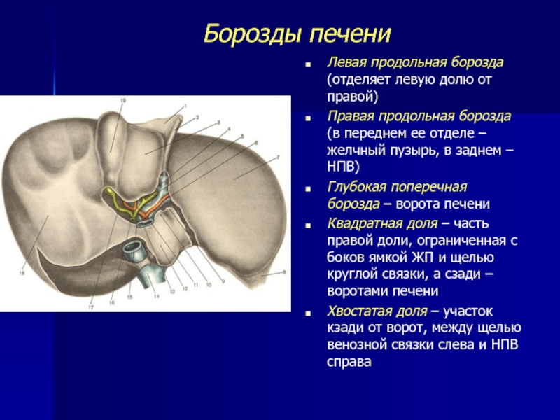 Правая продольная борозда печени