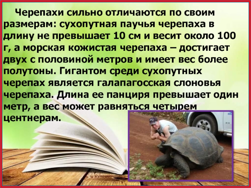 Черепахи сильно отличаются по своим размерам: сухопутная паучья черепаха в длину не превышает 10 см