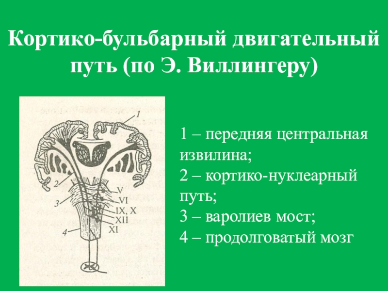 Схема кортико нуклеарного пути