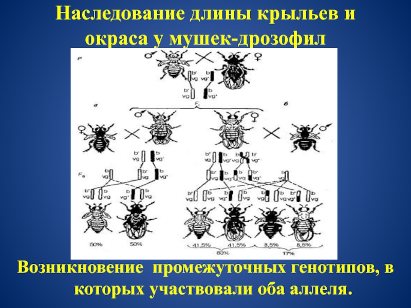 Сцепленное наследование признаков закон т моргана презентация 9 класс