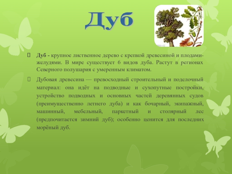 Дуб удивительное растение диктант. Дуб диктант 5 класс дуб удивительное дерево. Диктант дуб 5 класс. Диктант удивительное дерево.