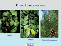 Отдел Голосеменные
Сосна обыкновенная
Гнетум
Гинкго
900igr.net