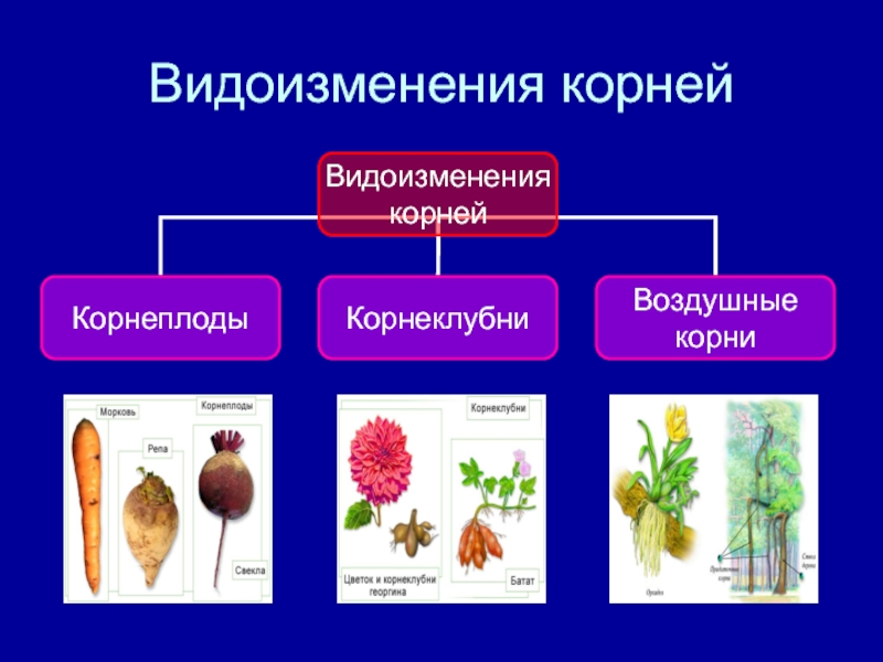 Какое видоизменение корня изображено на рисунке. Видоизменения корня. Все видоизменения корней. Видоизменения корней таблица. Схема видоизменения корней.