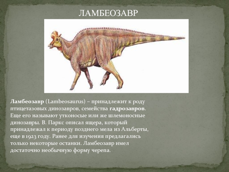 Ламбеозавр (Lambeosaurus) – принадлежит к роду птицетазовых динозавров, семейства гадрозавров. Еще его называют утконосые или же шлемоносные динозавры.