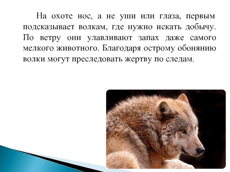 Волк предложение. 5 Предложений про волка. Обоняние волка. Мое любимое животное волк. Волк презентация 1 класс.