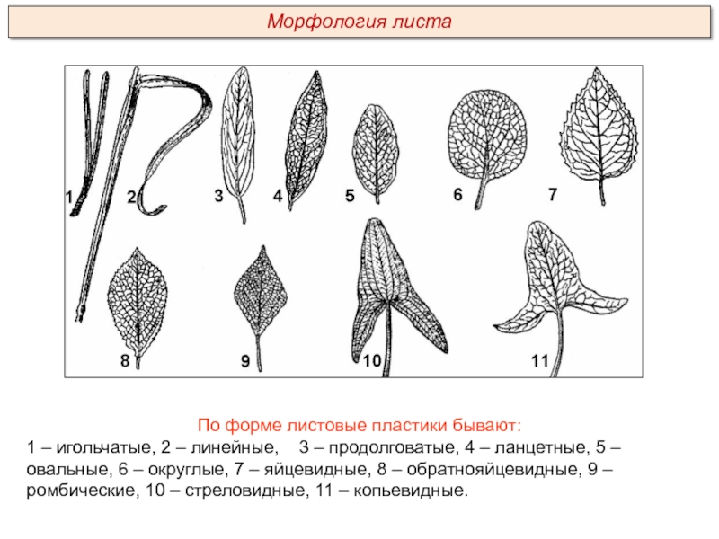 Морфология 2 класс презентация