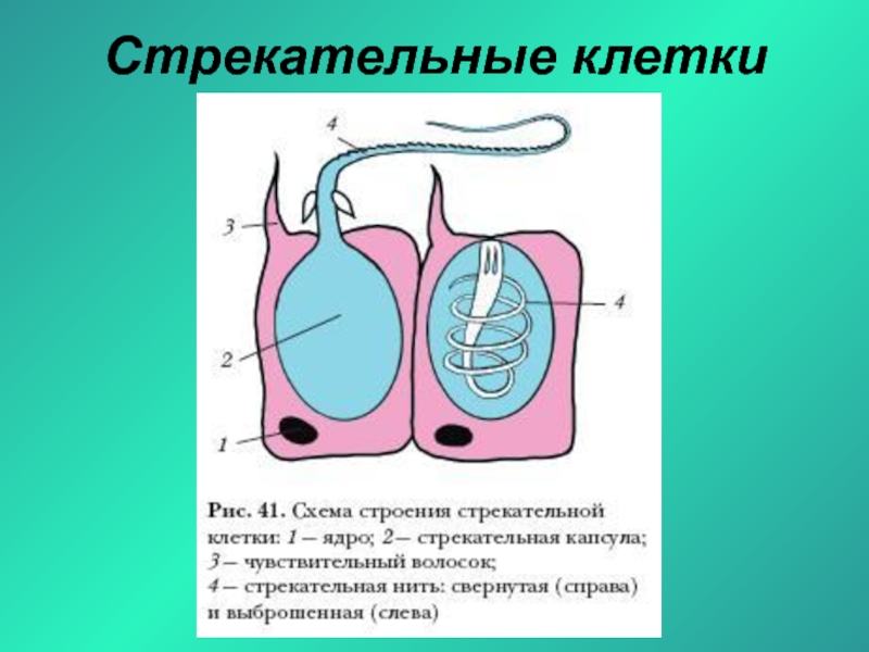 Клетки стрекательные гидры рисунок