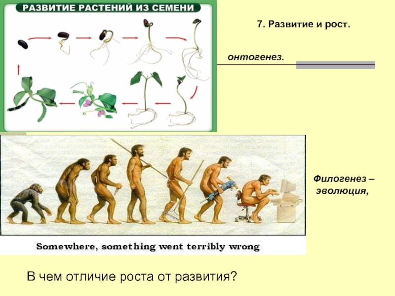 Эволюция и онтогенез презентация