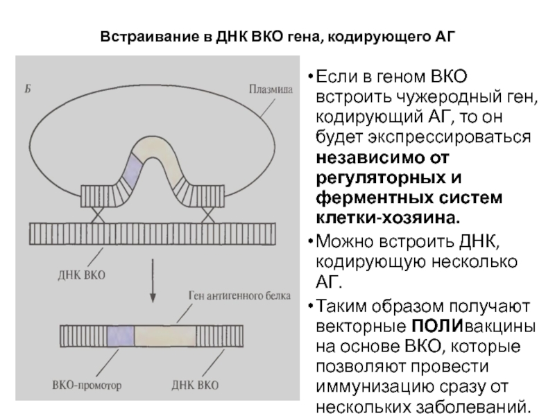 Кодируют информацию о белках. Встраивание Гена в ДНК. Кодирующая ДНК. МДР ген. Ген кодирующий карбомоилфосфатсинтетазу 1.