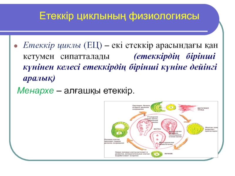 Етеккір циклі презентация