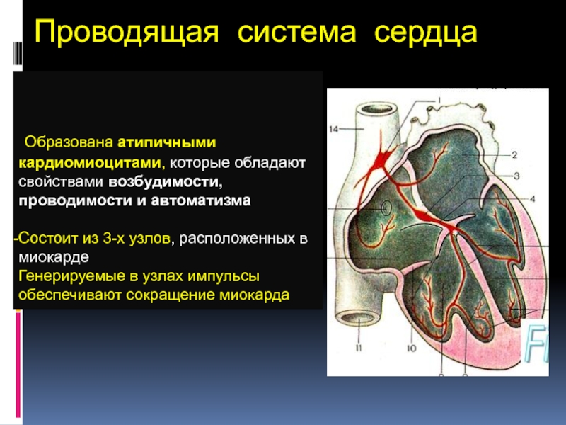 В состав проводящей системы входят. Проводящая система сердца импульсы. Строение проводящей системы сердца.