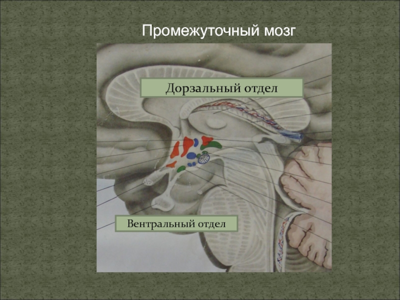 Вентральный и дорсальный. Вентральный отдел промежуточного мозга. Дорзальная и вентральная сторона. Дорзальная вентральная. Дорзальный отдел мозга.