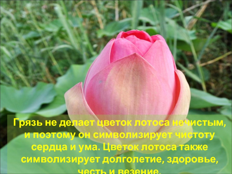 Грязь не делает цветок лотоса нечистым, и поэтому он символизирует чистоту сердца и ума. Цветок лотоса также