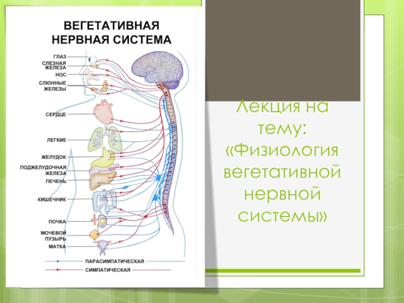 Презентация Лекция на тему: Физиология вегетативной нервной системы