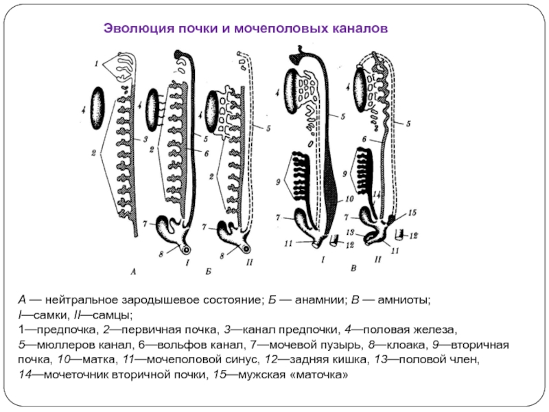 Филогенез выделительной системы презентация