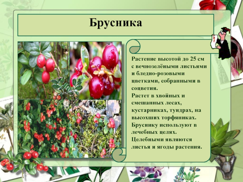 БрусникаРастение высотой до 25 см с вечнозелёными листьями и бледно-розовыми цветками, собранными в соцветия.Растет в