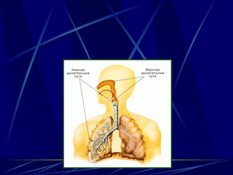 Тема дыхание физиология. Физиология дыхательных путей.