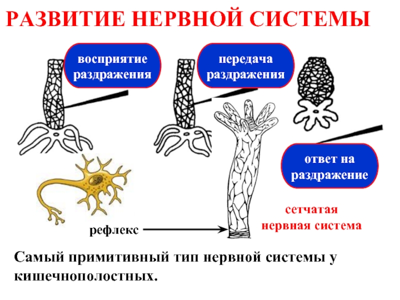 Виды нервной. Диффузная сетчатая нервная система. Сетчатая нервная система гидры. Нервная система кишечнополостных.