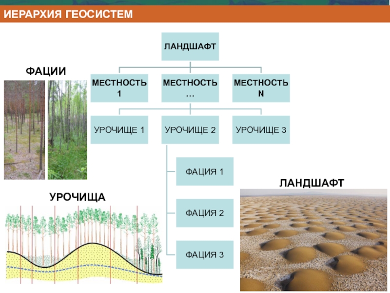 Структура ландшафта