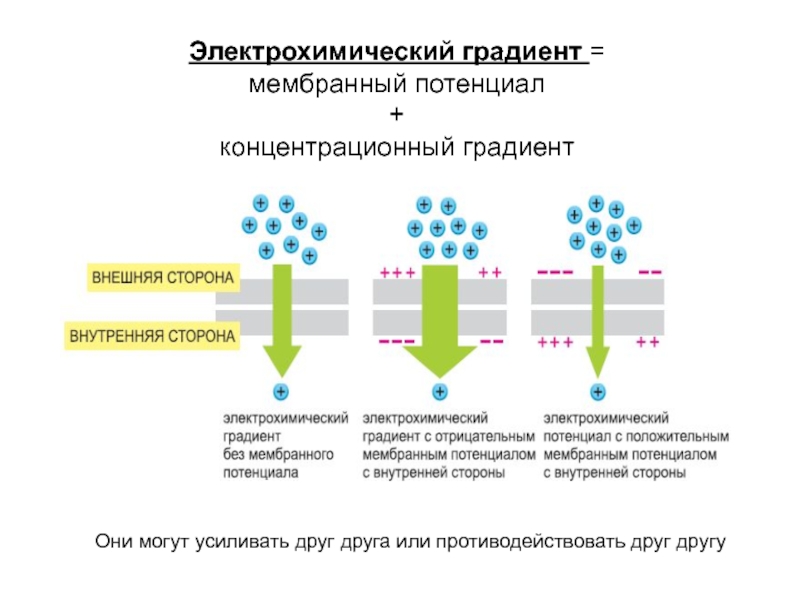 Градиент энергии. Градиент концентрации ионов мембранный потенциал. Электрохимический градиент клеточных мембран. Схема формирования мембранного потенциала клетки. Мембрана клетки с потенциалами схема.