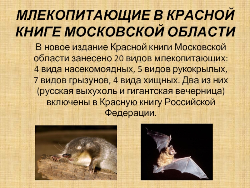 В новое издание Красной книги Московской области занесено 20 видов млекопитающих: 4 вида насекомоядных, 5 видов рукокрылых,