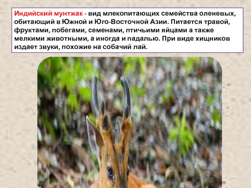 Индийский мунтжак - вид млекопитающих семейства оленевых, обитающий в Южной и Юго-Восточной Азии. Питается травой, фруктами, побегами,