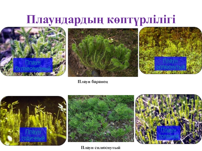 Виды плаунов. Многообразие плаунов. Плауны представители. Плауны названия. Представители плаунов названия.