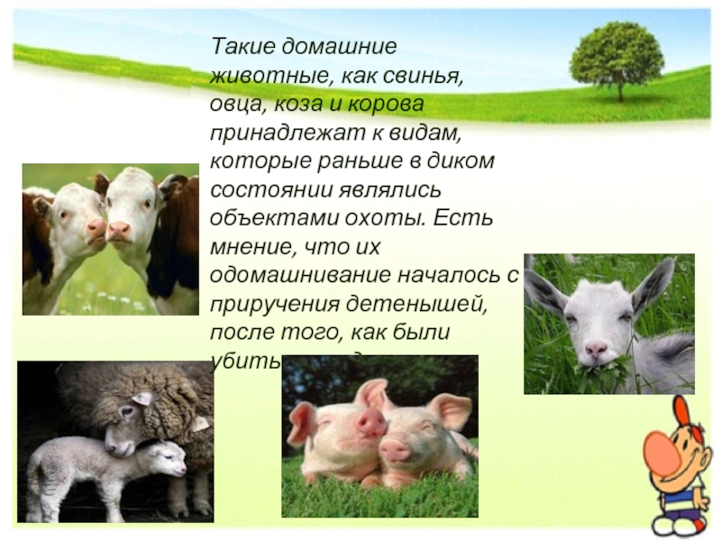 Такие домашние животные, как свинья, овца, коза и корова принадлежат к видам, которые раньше в диком состоянии