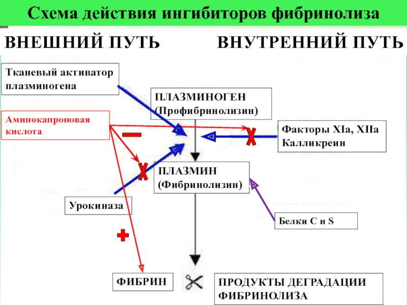 Путь действия. Схема действия ингибиторов фибринолиза. Активаторы плазминогена (профибринолизина):. Схема фибринолиза внутренний путь. Факторы активации плазминогена.