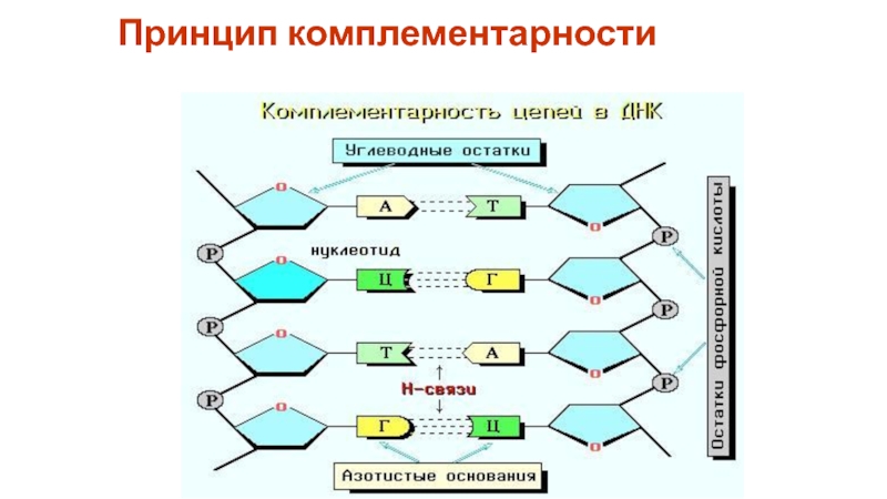 Принцип комплементарности днк. Комплементарность азотистых оснований. Принцип комплементарности биология. Цепочки по принципу комплементарности. Правило комплементарности биология.